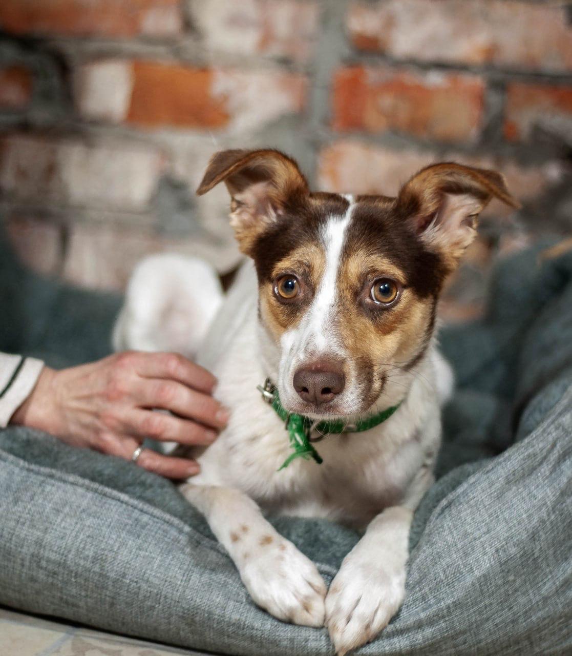 Chiens à adopter